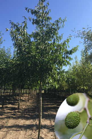 Purpur Erle - Großblättrige Erle | Alnus spaethii