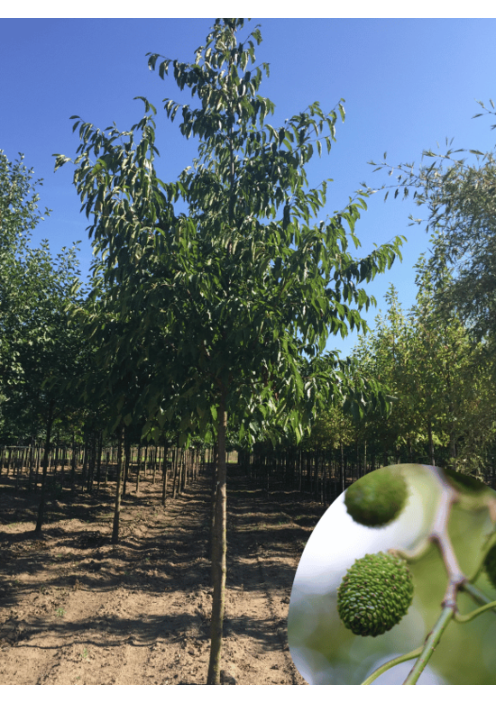 Purpur Erle - Großblättrige Erle | Alnus spaethii