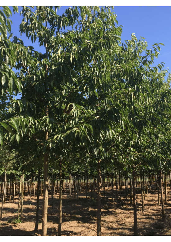 Purpur Erle - Großblättrige Erle | Alnus spaethii