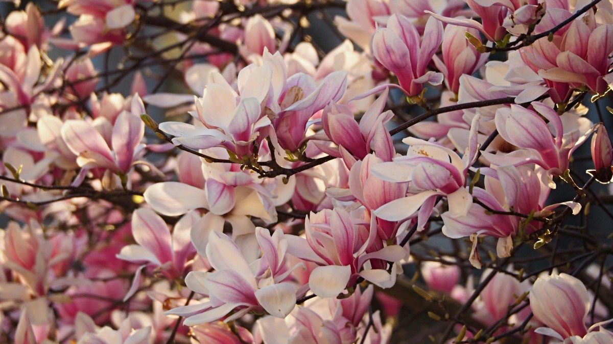 Magnolienbäume