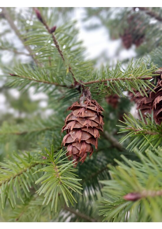 Gewöhnliche Douglasie | Pseudotsuga menziesii