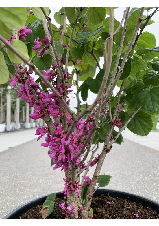 Chinesischer Judasbaum 'Avondale' - Mehrstämmig | Cercis chinensis 'Avondale'