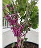 Chinesischer Judasbaum 'Avondale' - Mehrstämmig | Cercis chinensis 'Avondale'