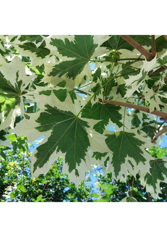 Spitzahorn 'Drummondii' | Acer platanoides 'Drummondii'