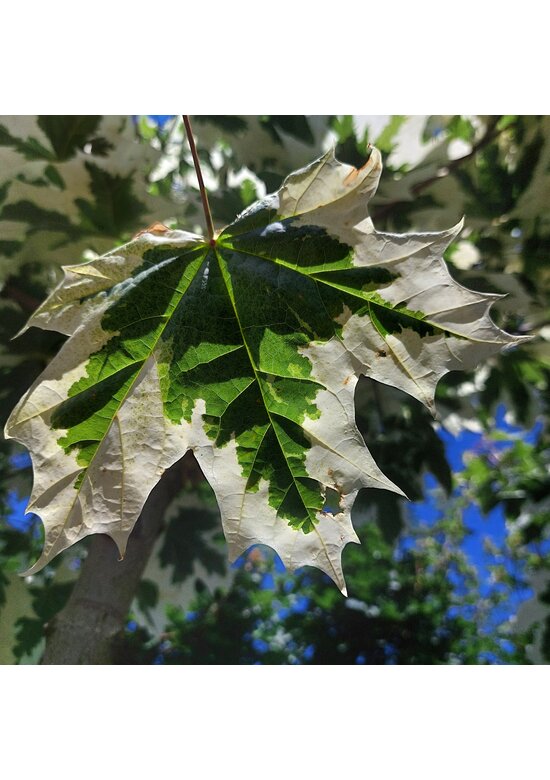 Spitzahorn 'Drummondii' | Acer platanoides 'Drummondii'