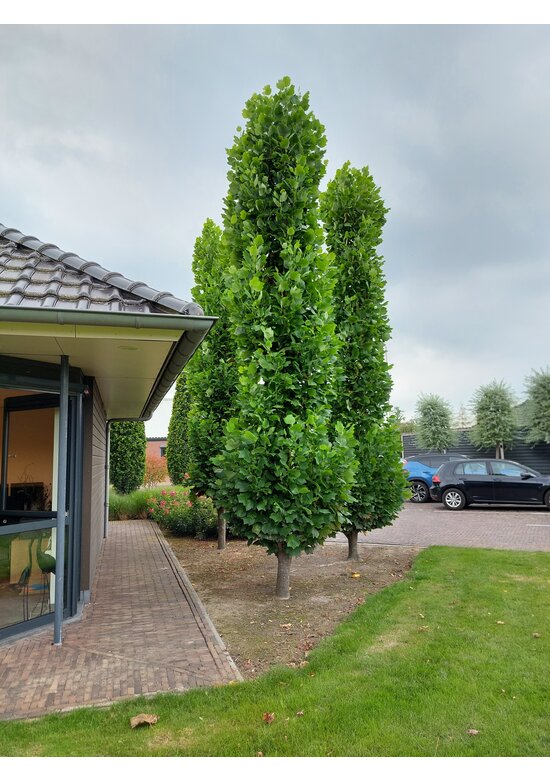 Säulen-Tulpenbaum 'Fastigiatum' | Liriodendron tulipifera 'Fastigiatum' Säulen-Tulpenbaum 'Fastigiatum' | Liriodendron tulipifera 'Fastigiatum'