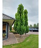 Säulen-Tulpenbaum 'Fastigiatum' | Liriodendron tulipifera 'Fastigiatum' Säulen-Tulpenbaum 'Fastigiatum' | Liriodendron tulipifera 'Fastigiatum'