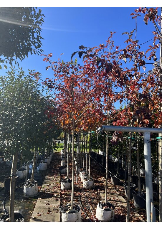 Eberesche granatnaja | Sorbus granatnaja