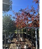 Eberesche granatnaja | Sorbus granatnaja Eberesche granatnaja | Sorbus granatnaja