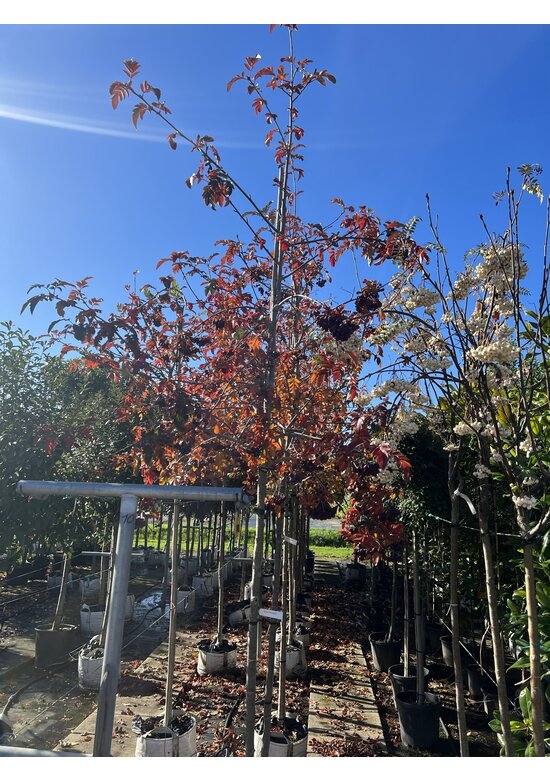 Eberesche granatnaja | Sorbus granatnaja Eberesche granatnaja | Sorbus granatnaja