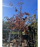 Eberesche granatnaja | Sorbus granatnaja Eberesche granatnaja | Sorbus granatnaja