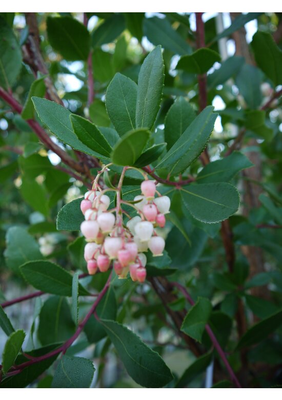 Erdbeerbaum Mehrstämmig | Arbutus unedo