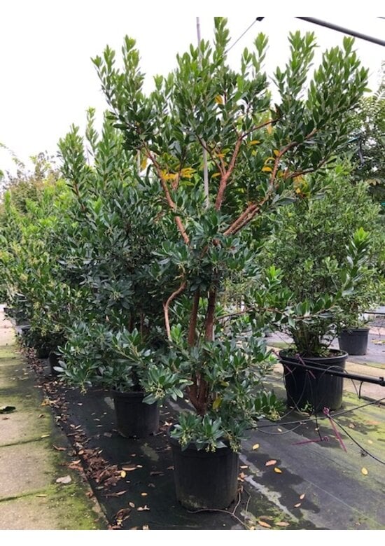 Erdbeerbaum Mehrstämmig | Arbutus unedo