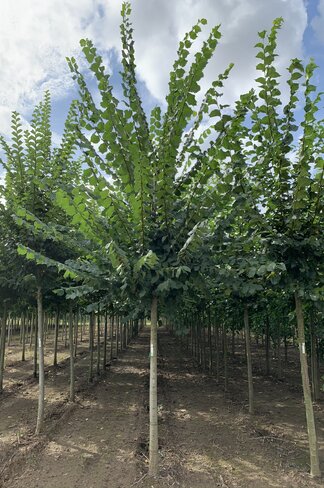 Europäische Weißulme - Flatterulme | Ulmus Laevis Europäische Weißulme - Flatterulme | Ulmus Laevis