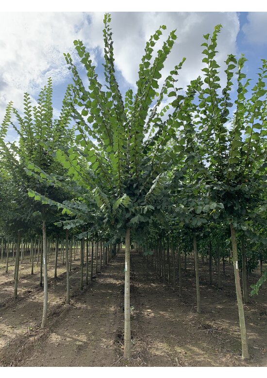 Europäische Weißulme - Flatterulme | Ulmus Laevis