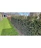Becher-Eibe Hecke | Taxus media 'Hilii'