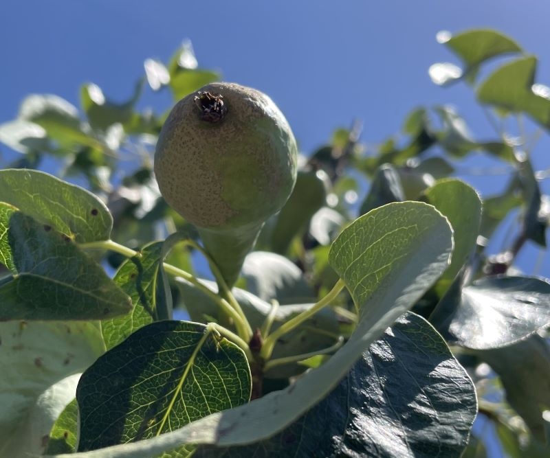 Birnenbaum hochstamm