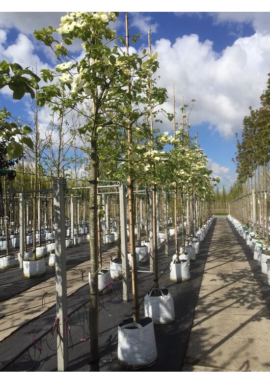 Amerikanischer Blumen-Hartriegel 'Eddie's White Wonder' | Cornus 'Eddie's White Wonder' Amerikanischer Blumen-Hartriegel 'Eddie's White Wonder' | Cornus 'Eddie's White Wonder'