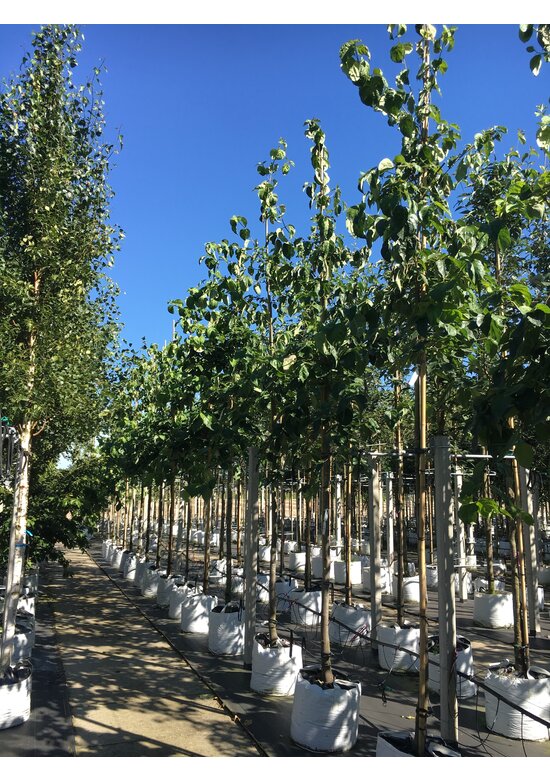 Amerikanischer Blumen-Hartriegel 'Eddie's White Wonder' | Cornus 'Eddie's White Wonder'