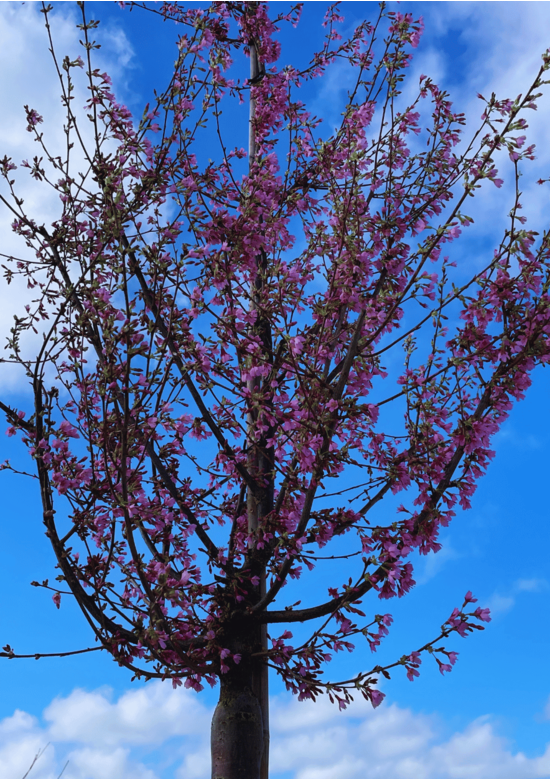 Zierkirsche 'Okame' | Prunus 'Okame'