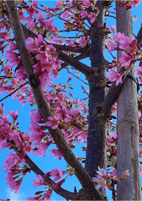 Zierkirsche 'Okame' | Prunus 'Okame'