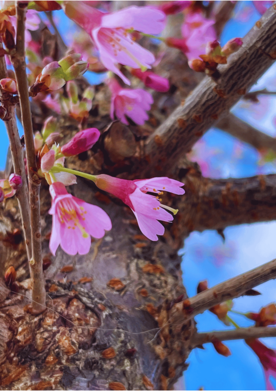 Zierkirsche 'Okame' | Prunus 'Okame'