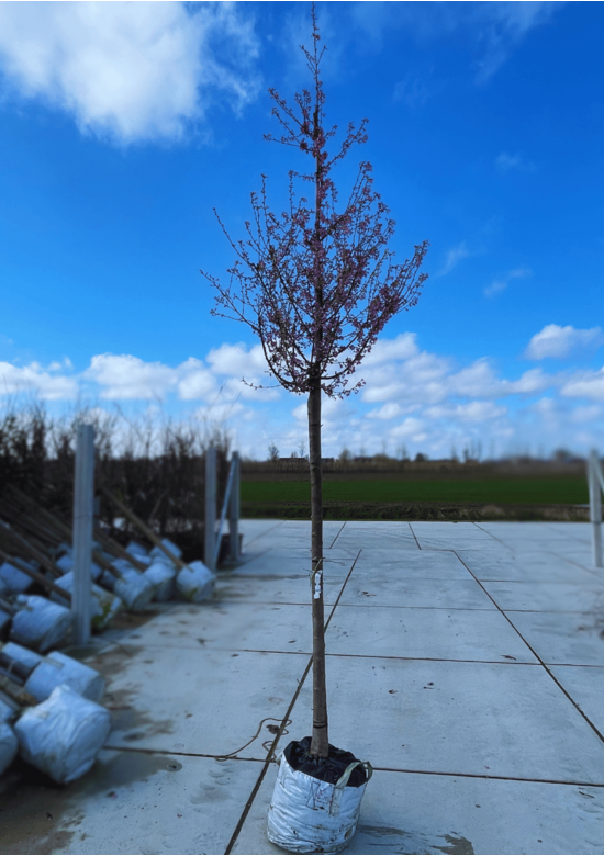 Zierkirsche 'Okame' | Prunus 'Okame'