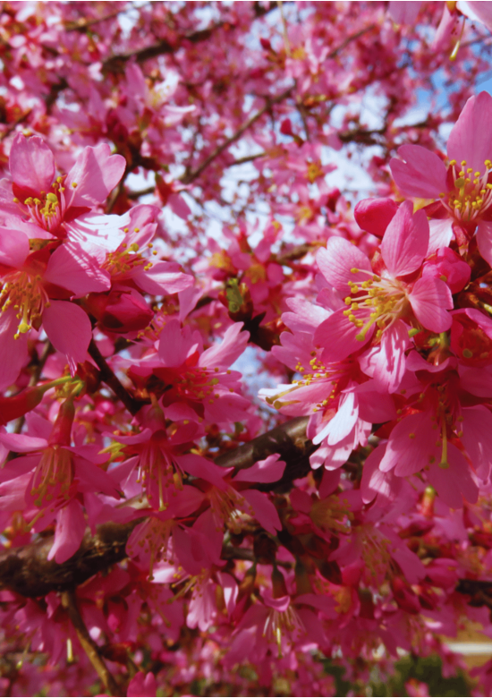 Zierkirsche 'Okame' | Prunus 'Okame'