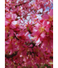 Zierkirsche 'Okame' | Prunus 'Okame'