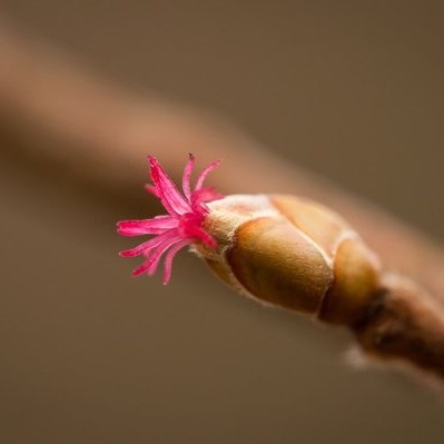 Haselnuss Blüte