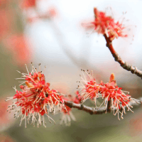 Rot-Ahorn Blüte