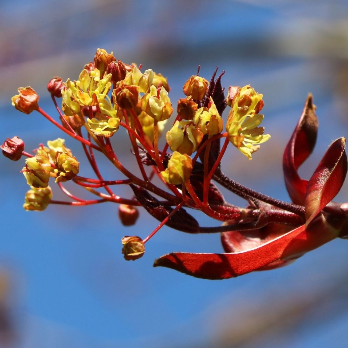 Roter Kugelahorn 'Crimson Sentry' Blüte