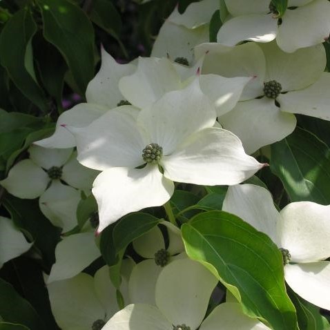 Chinesischer Blumenhartriegel Blüte