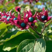 Harlekin-Losbaum 'Fargesii' Blüte