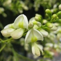Schnurbaum Blüte