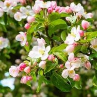 Zierapfel Evereste Blüte