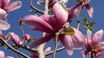 Magnolienbäume