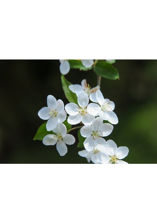 Tee-Apfel baum | Malus hupehensis