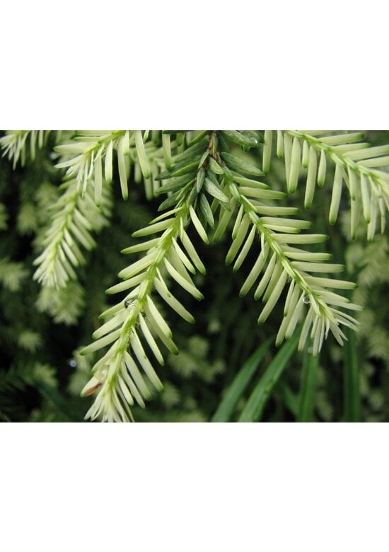 Kanadische Hemlocktanne | Tsuga canadensis