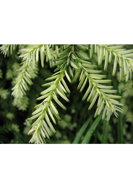 Kanadische Hemlocktanne | Tsuga canadensis