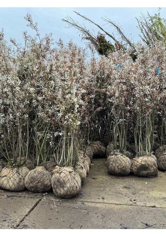 Kupfer Felsenbirne mehrstämmig  | Amelanchier lamarckii