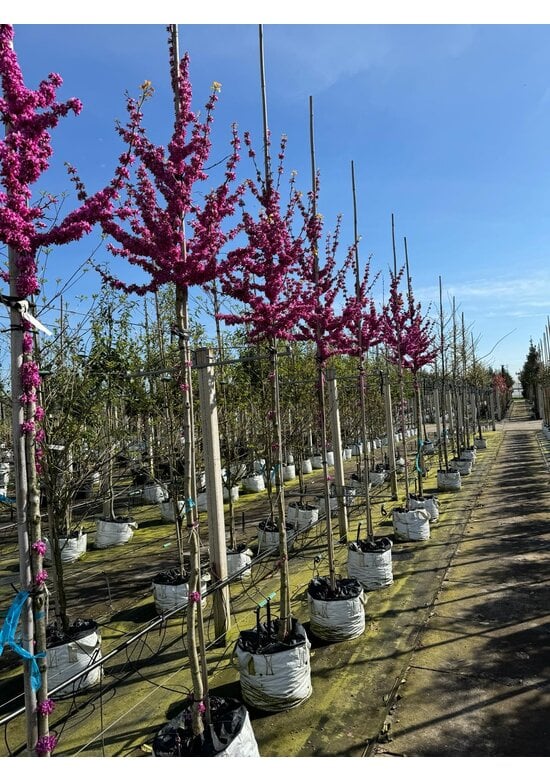 Chinesischer Judasbaum 'Avondale' | Cercis chinensis 'Avondale'