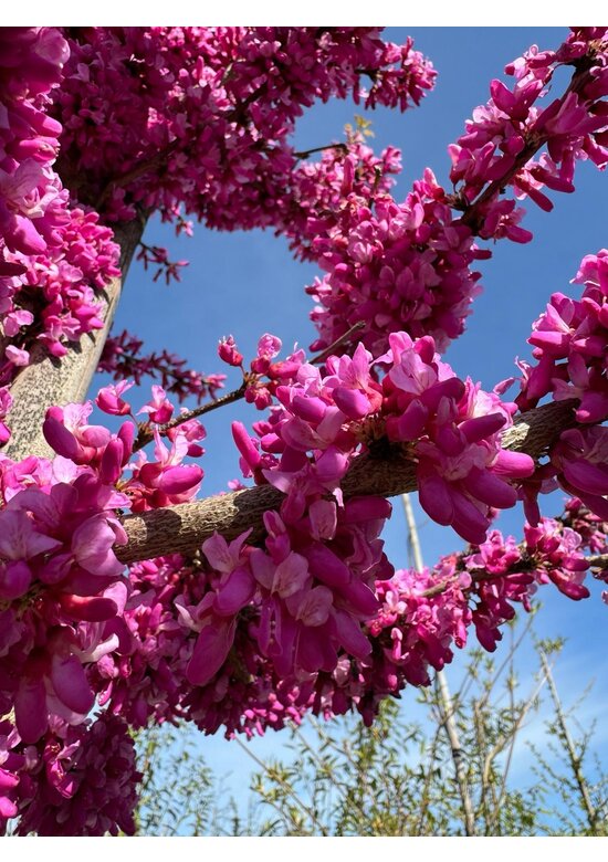 Chinesischer Judasbaum 'Avondale' | Cercis chinensis 'Avondale'