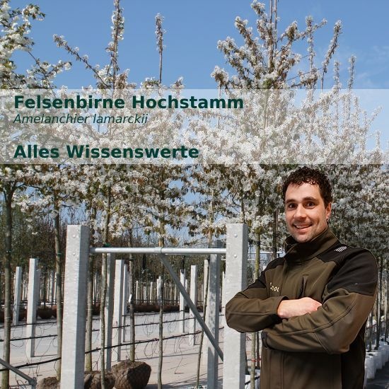 Felsenbirne Hochstamm: Alles Wissenswerte