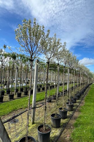 Kugelkirsche 'Globosa' | Prunus serrula 'Globosa'