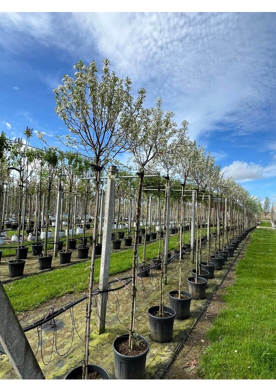 Kugelkirsche 'Globosa' | Prunus serrula 'Globosa'