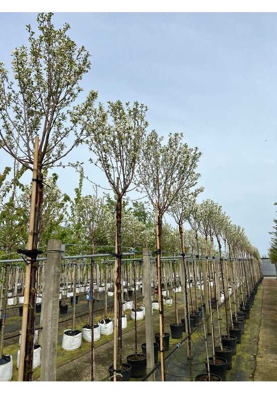 Kugelkirsche 'Globosa' | Prunus serrula 'Globosa'