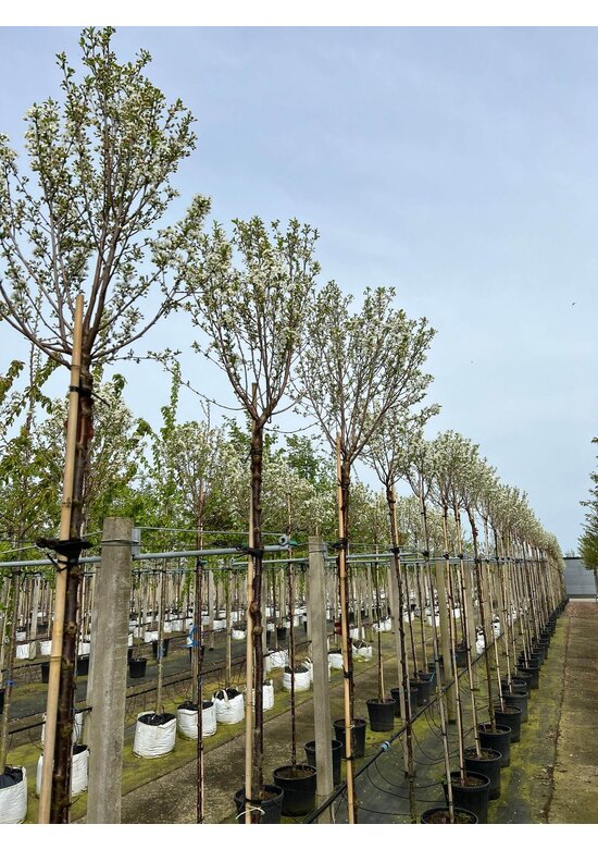 Kugelkirsche 'Globosa' | Prunus serrula 'Globosa'