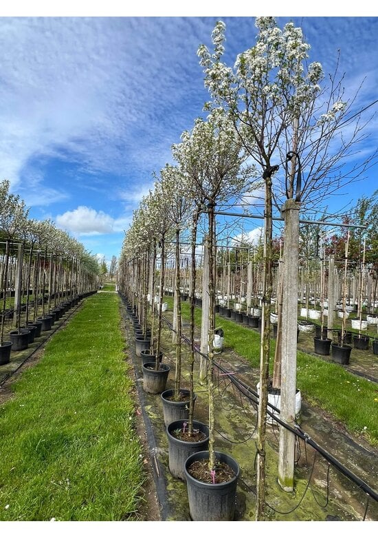 Kugelkirsche 'Globosa' | Prunus serrula 'Globosa'