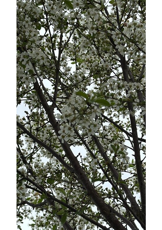 Kugelkirsche 'Globosa' | Prunus serrula 'Globosa'